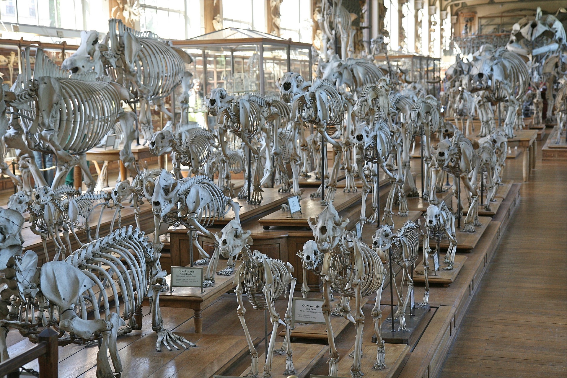 the Darwin museum