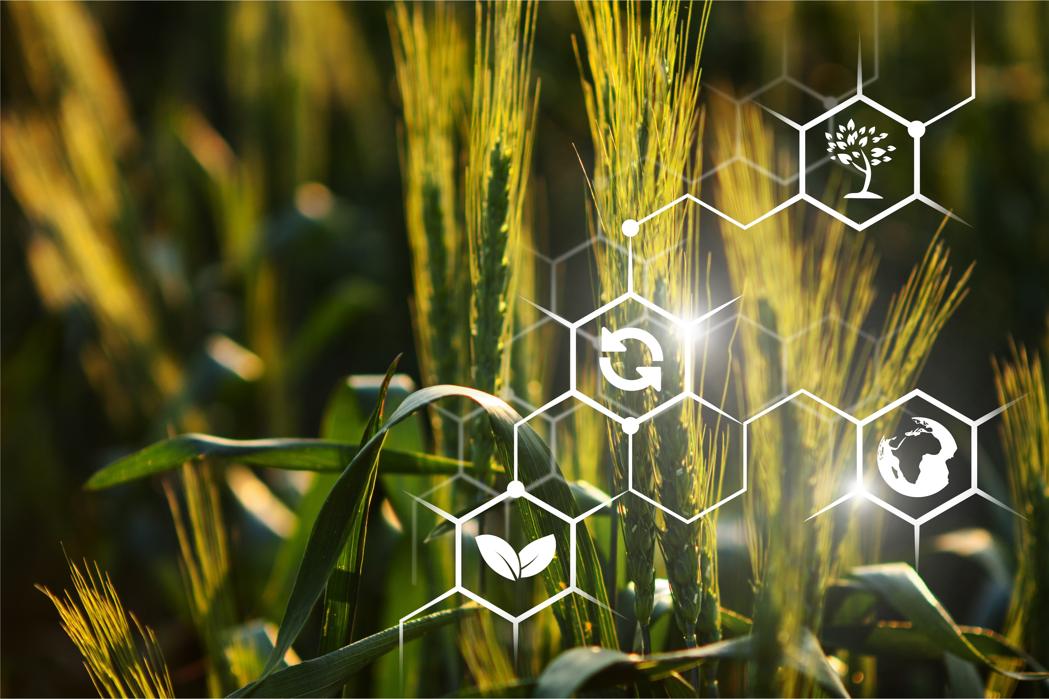 Real digital projects of the agro-industrial complex